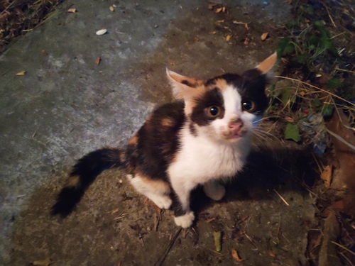 Domestic Cat