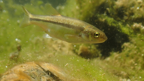 Longfin Dace