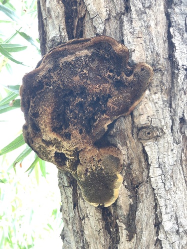 iNaturalist observation photo of Hymenochaetaceae