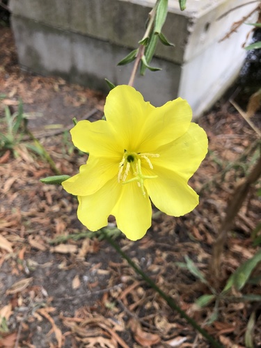 iNaturalist observation photo of tall evening primrose