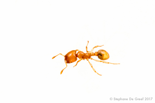 Genus Tranopelta · iNaturalist United Kingdom