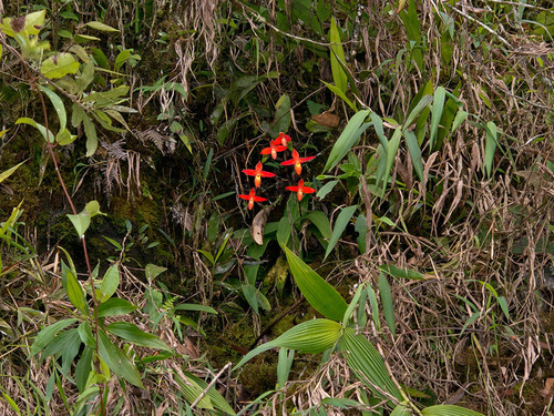 Phragmipedium dalessandroi