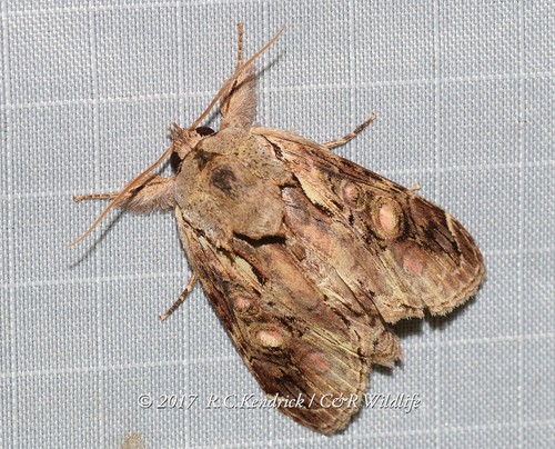 Triorbis annulata (Swinhoe, 1890)