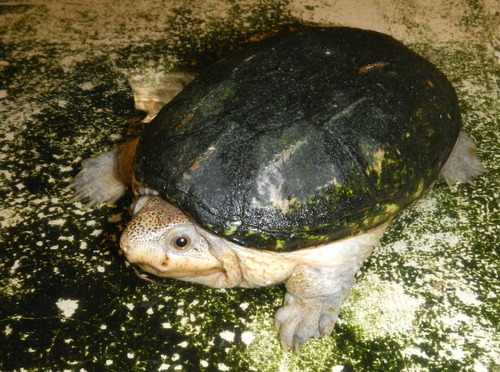 Narrow-bridged Musk Turtle