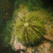 Arctic Green Sea Urchin - Photo (c) Carolyn Belak, all rights reserved, uploaded by Carolyn Belak