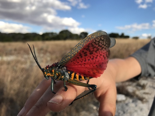 Rainbow Milkweed Locust