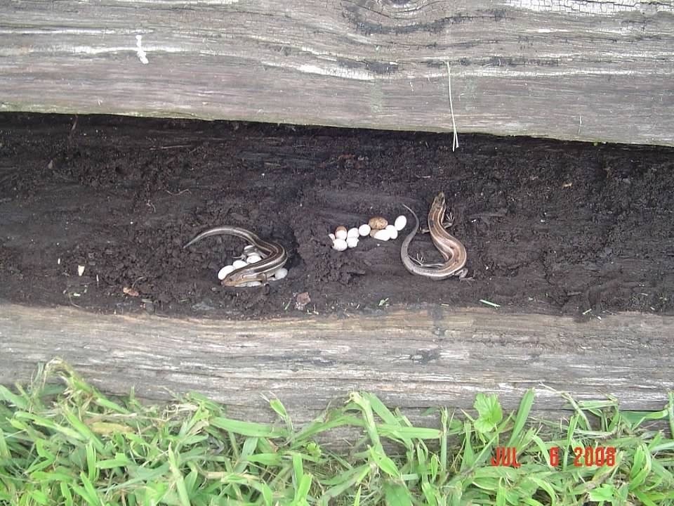 Common Five-lined Skink from Moody Rd, Centerburg, OH, US on August 3 ...