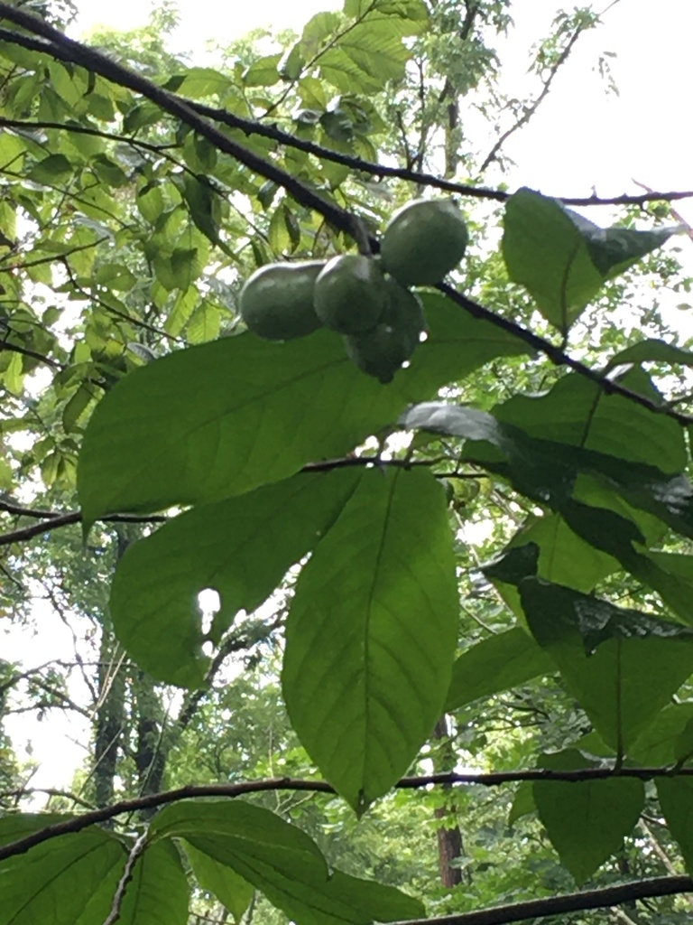 common pawpaw from Greenfield, IN, US on August 3, 2020 at 03:42 PM by ...