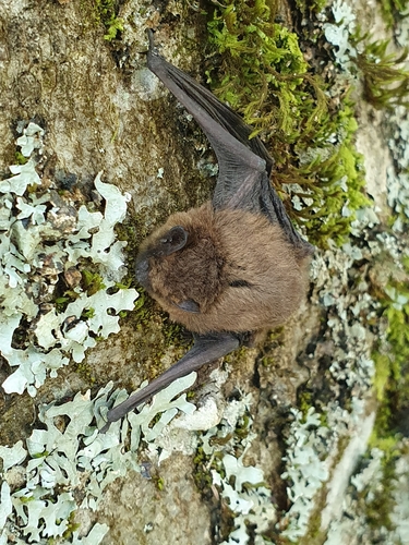 Pipistrelles