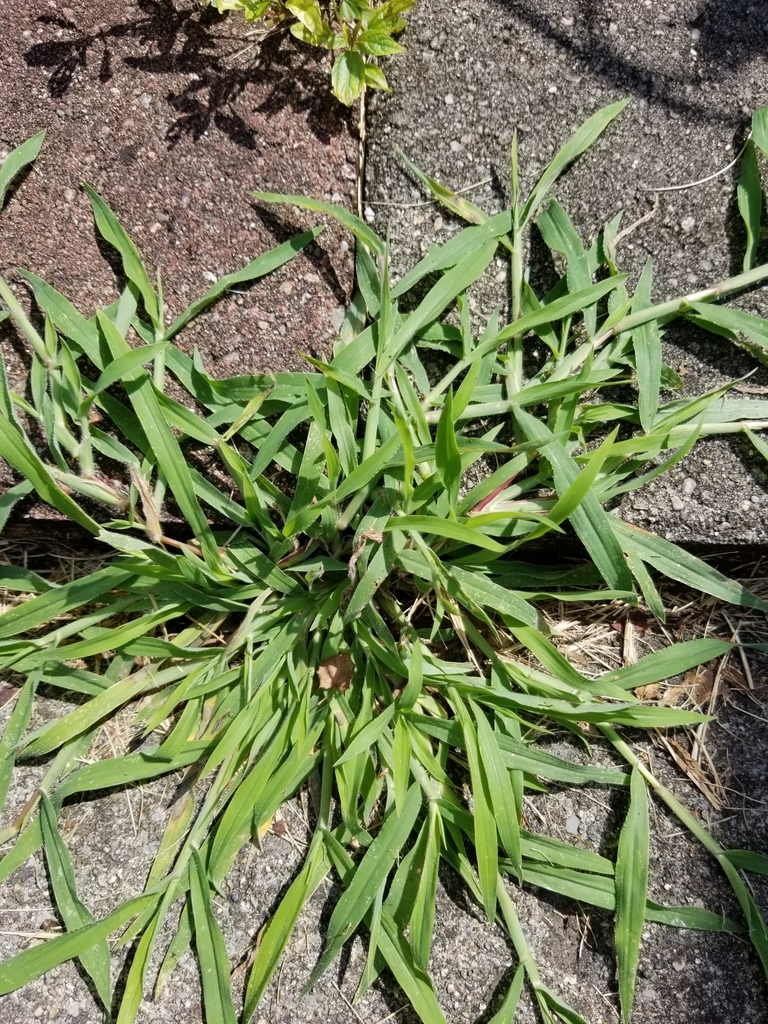 Hairy Crabgrass from Southwood Park, Fort Wayne, IN 46807, USA on