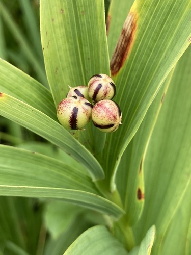 False Solomon's Seal fruiting