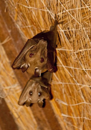 Epauletted Fruit Bats