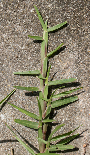 Eremochloa