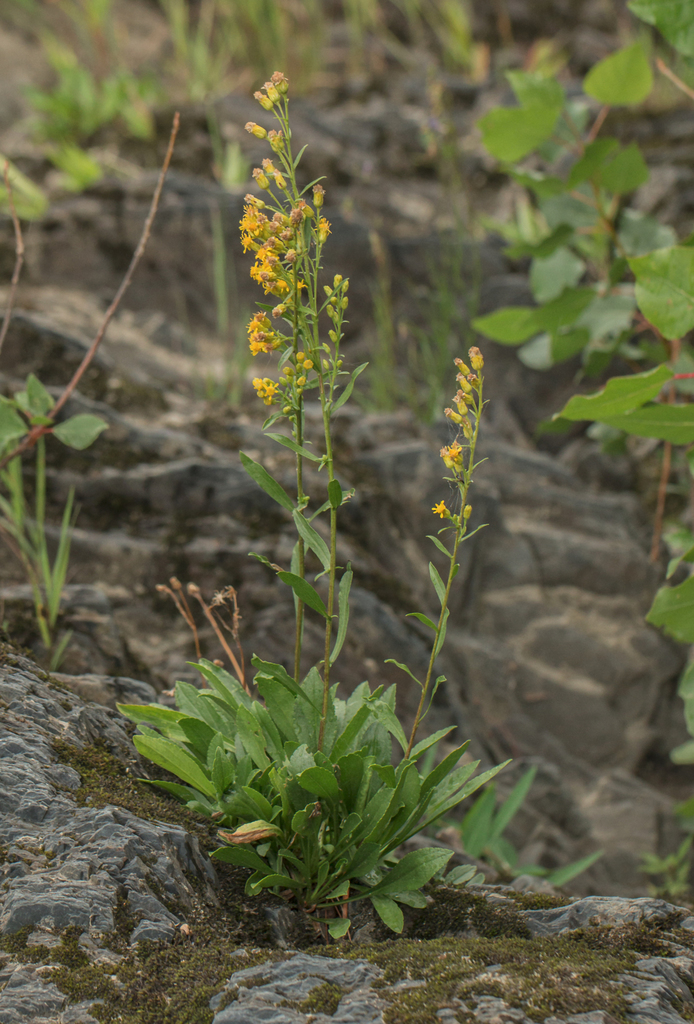 Sticky goldenrod