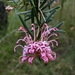 Grevillea humilis lucens - Photo 由 Sebastian Alker 所上傳的 (c) Sebastian Alker，保留所有權利