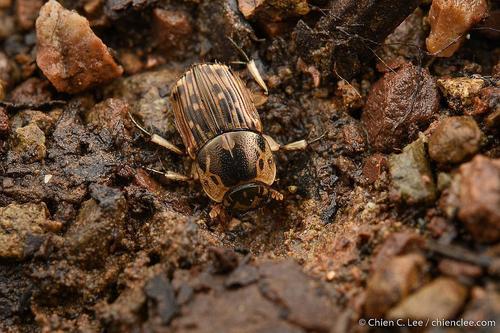 Oniticellus tessellatus