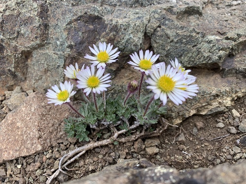 Erigeron salishii
