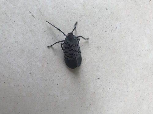 Spotted Lanternfly
