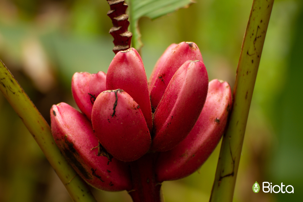 Musa velutina (Musa velutina)