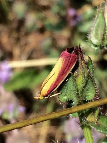 Rosy-striped Knot-horn