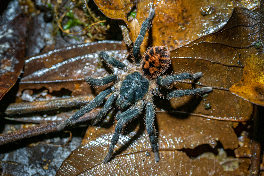 Tiger Rump Tarantula from Puntarenas Province, Costa Rica on August 1
