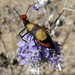 Soldier Blister Beetle - Photo (c) erin stikes, all rights reserved, uploaded by erin stikes
