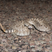 Mojave Rattlesnake - Photo (c) Dan LaVorgna, all rights reserved, uploaded by Dan LaVorgna