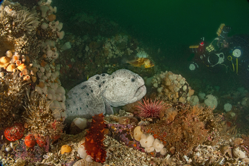 Wolf Eel