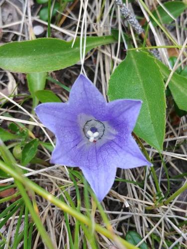 Mountain Harebell