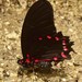 Mariposa Cometa Ilusión - Photo (c) Jon Church, todos los derechos reservados, subido por Jon Church