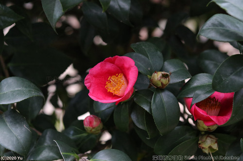 Camellia semiserrata · iNaturalist