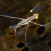 Common Water Strider - Photo (c) Jay Keller, all rights reserved, uploaded by Jay Keller