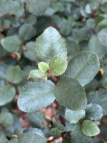 Rhamnus ludovicisalvatoris · iNaturalist