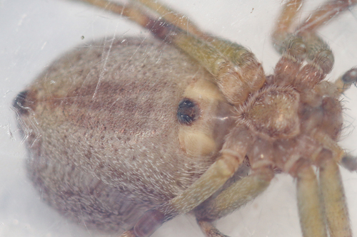 Turf Running Spider