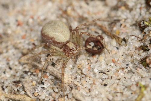 Turf Running Spider