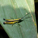 Chlorophlaeoba - Photo (c) Eerika Schulz, todos los derechos reservados