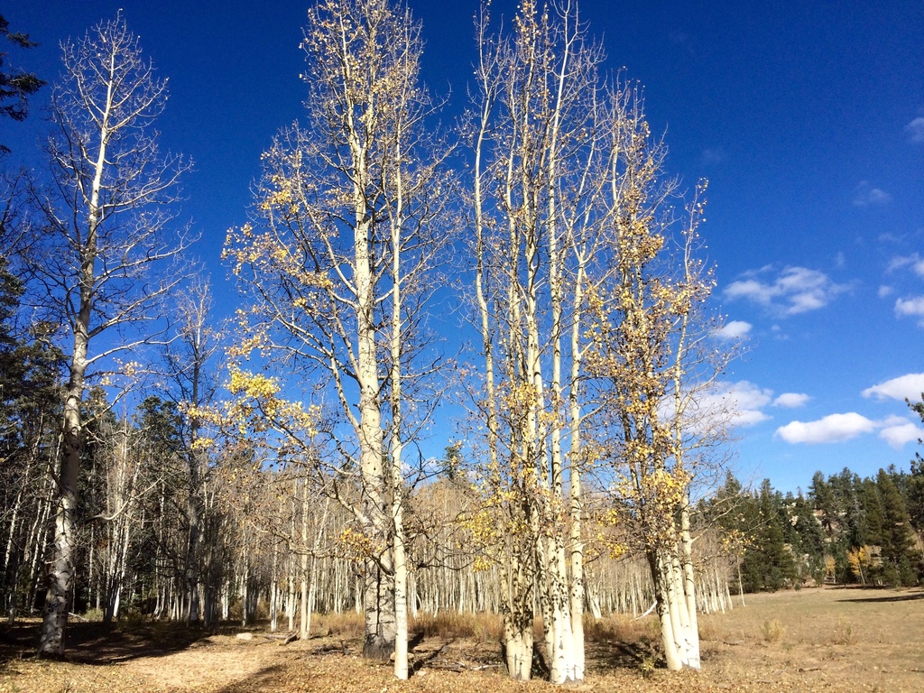 FOTOGRAFÍA | Bosques Templados - Page 274 - SkyscraperCity