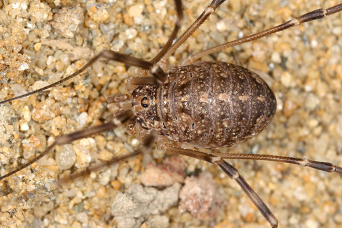 Opilio saxatilis