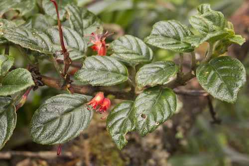 Agalmyla tuberculata