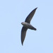 Gray-rumped Swift - Photo (c) Maicon Molina, all rights reserved, uploaded by Maicon Molina