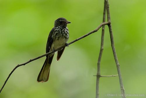 Rhipidura perlata S.Muller, 1843