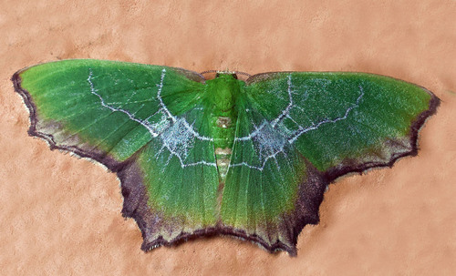 Poecilochlora heterograpta