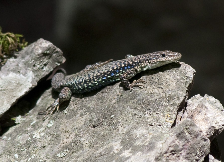 River Kura Lizard