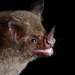 Silky Short-tailed Bat - Photo (c) Jose G. Martinez-Fonseca, all rights reserved
