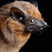 Chestnut Sac-winged Bat - Photo (c) Jose G. Martinez-Fonseca, all rights reserved