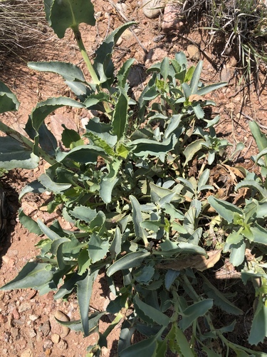 Palmer's penstemon