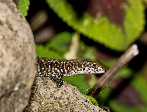 Jackson's Forest Lizard