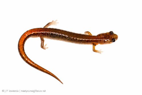 Webster's Salamander