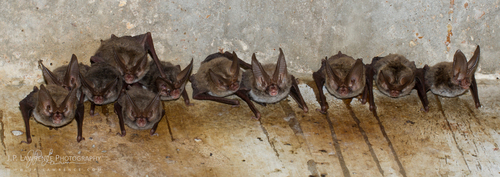 Rafinesque's Big-eared Bat