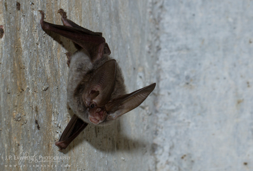 Rafinesque's Big-eared Bat